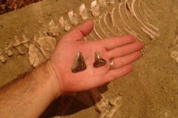 hallazgo historico en miramar: descubren fosiles de un tiburon blanco de unos 10 mil anos
