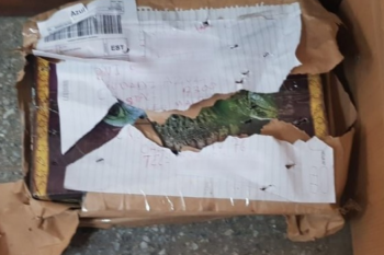 lagarto por encomienda: compro un reptil por internet y se lo enviaron en micro a la terminal de azul