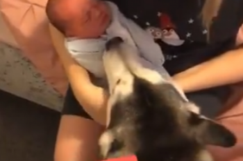 ?mi amigo fiel?: el tierno video viral del crecimiento de un bebe junto a su mascota