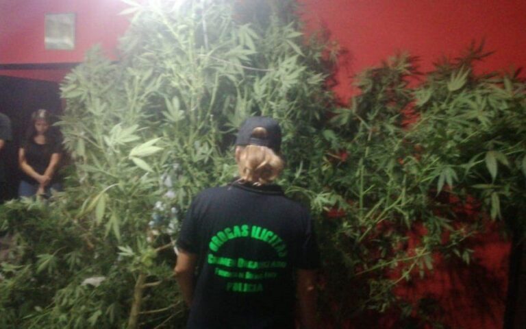 Dos dealers tenían una carnicería de fachada y un vivero de marihuana al que llamaban “el bosque encantado”