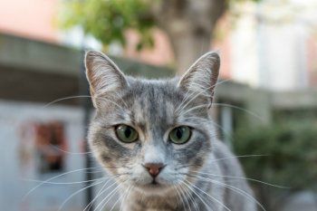 mascotas en cuarentena: como actuar ante el estres y la ansiedad de nuestros gatos