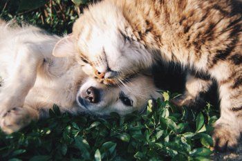 Según el Colegio de Veterinarios bonaerense, la rabia está controlada pero no erradicada