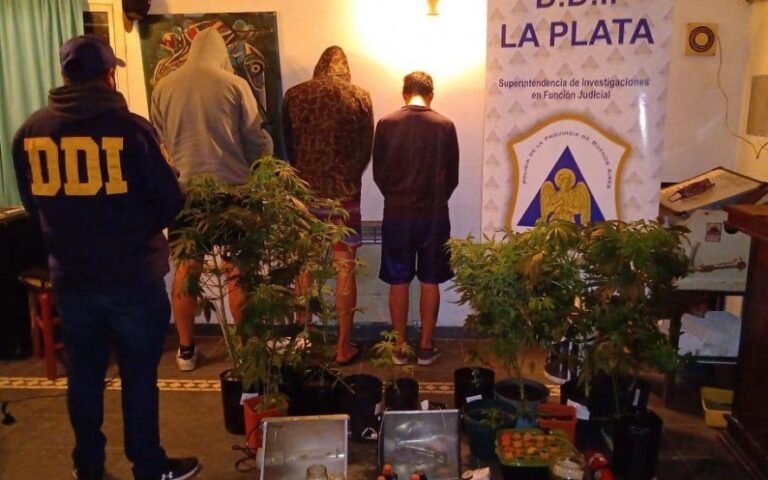 Dejó su huella en un auto robado, lo identificaron y cuando allanaron descubrieron un invernáculo de marihuana