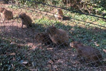 la defensoria se sumo a la polemica por los carpinchos desalojados del country