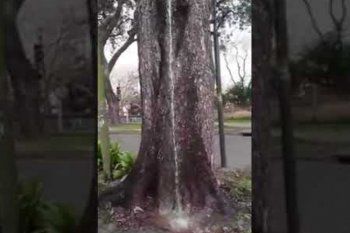 video: el ?arbol que llora? que asombro a los vecinos de san isidro