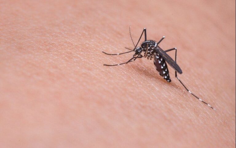 Dengue: hubo más de 4.800 casos en lo que va del año