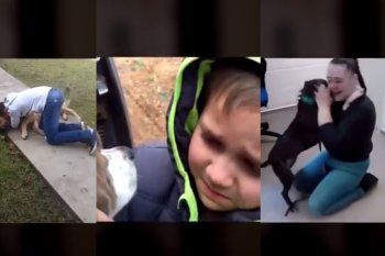 los mejores videos de reencuentros entre perros y duenos