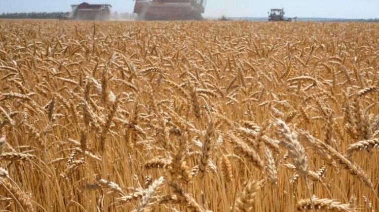 Trigo transgénico: advierten que el pan podría llegar con agroquímicos