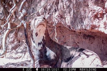 encontraron una nutria gigante en tordillo: nado mas de 2.000 kilometros desde chaco