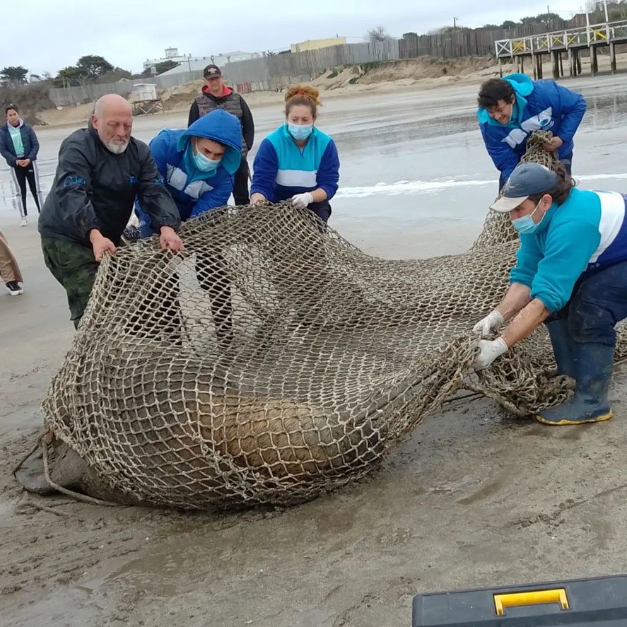 El rescate del león marino en Santa Teresita fue realizado por la Fundación Mundo Marino y especialistas de Fauna Argentina.