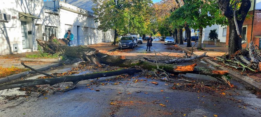 Imágenes del temporal en La Plata