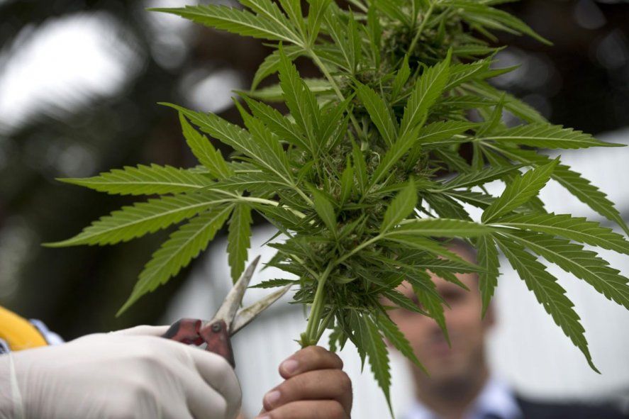 La Marcha Mundial de la Marihuana será este sábado 7 de mayo