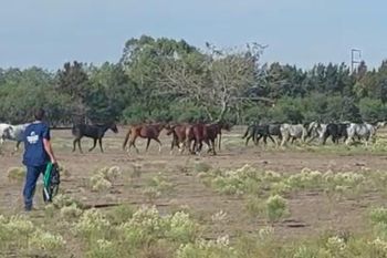 rescatan a 40 caballos desnutridos tras la muerte de otros 30 equinos