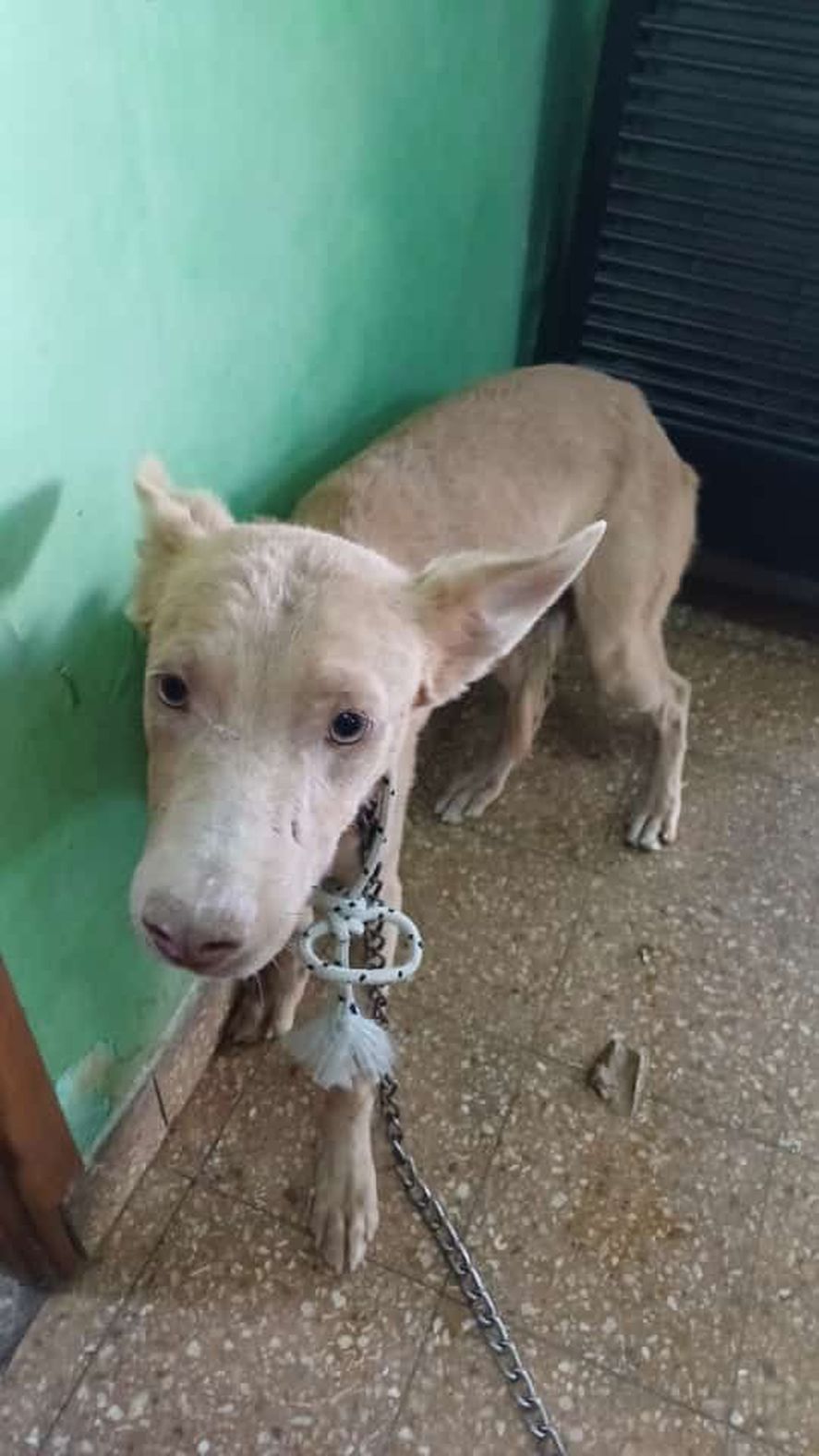 Asi encontró la Justicia a la perra y a sus cachorritas Asi encontró la Justicia a la perra y a sus cachorritas