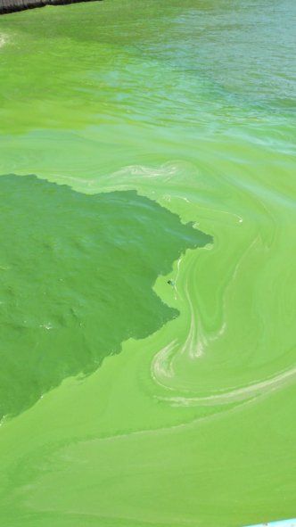 Las cianobacterias fueron las primeras en la faz de la Tierra capaces de hacer la fotosíntesis