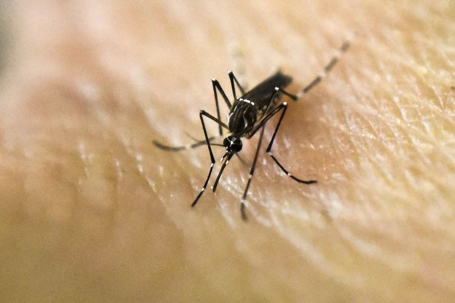 Argentina aprobó una nueva vacuna para combatir el dengue.
