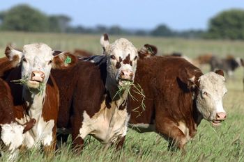 El campo y el gobierno en tensión por el Plan Ganadero. Créditos: AGA.