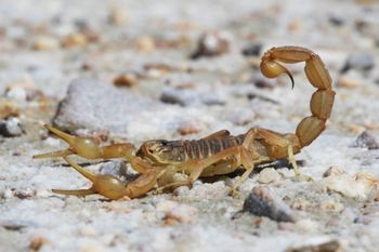 ¿que hacer ante la aparicion de alacranes?: todas las recomendaciones necesarias