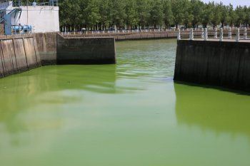 Así se ven las costas de La Plata, Berisso y Ensenada por la llegada masiva de algas.