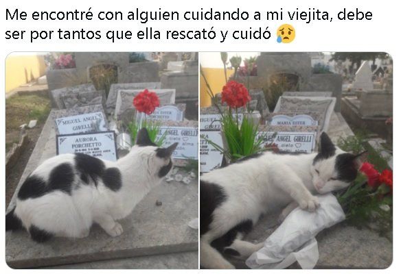 Darío se encontró con el animal cuando fue a visitar a su mamá en el cementerio de Tigre