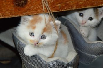 Las nuevas enfermedades en animales, producto del encierro