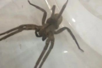Un ejemplar enorme de araña bananera, considerada altamente venenosa.