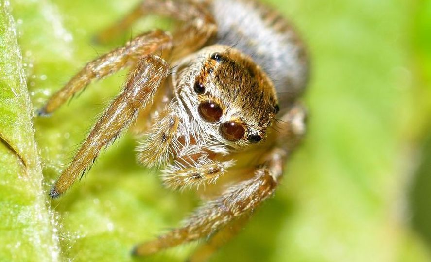 La araña Scaloneta, otro descubrimiento científico  