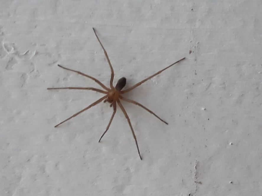 La presencia de esta araña es común en depósitos (Foto:  usuarios de App '¿Es Araña o Escorpión?')