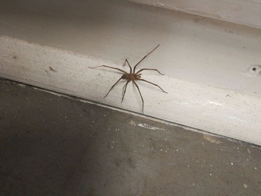 La araña violinista suele encontrarse en lugares secos y oscuros (Foto:  usuarios de App '¿Es Araña o Escorpión?')