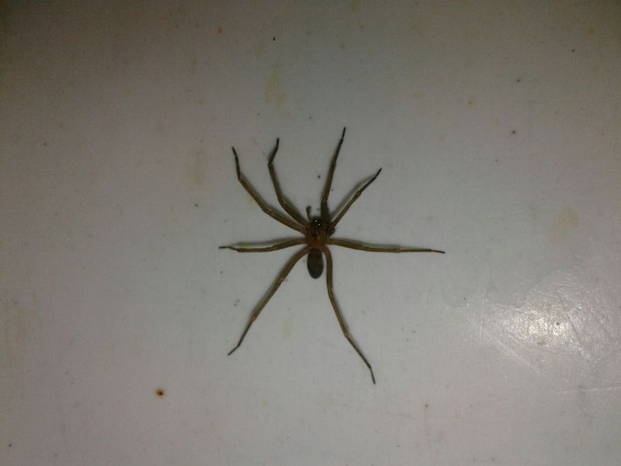 La araña violinista solo pica si se ve amenazada (Foto:  usuarios de App '¿Es Araña o Escorpión?')