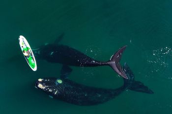 El video fue captado desde un drone (Foto: Maxi Jonas)