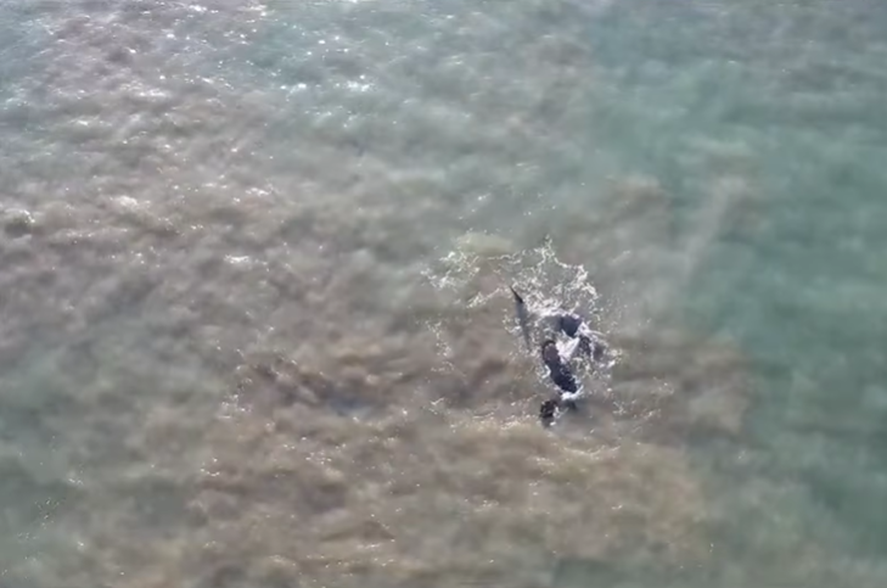 Esta mañana un grupo de ballenas se acercó a la costa de Mar del Plata y brindaron un increíble espectáculo natural. Esta mañana un grupo de ballenas se acercó a la costa de Mar del Plata y brindaron un increíble espectáculo natural.