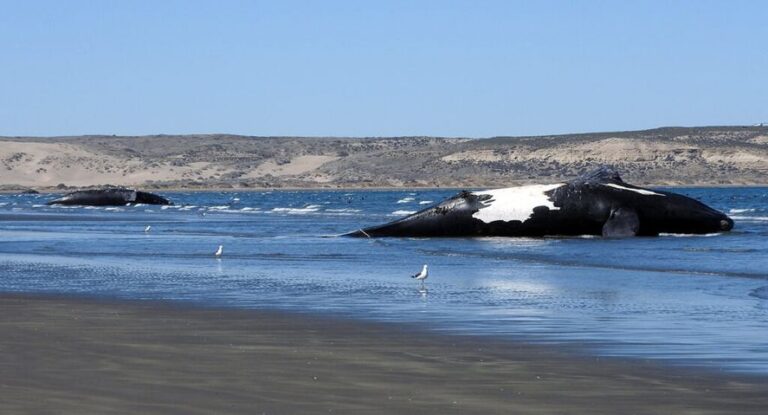 Marea roja: más de 30 ballenas muertas en Chubut