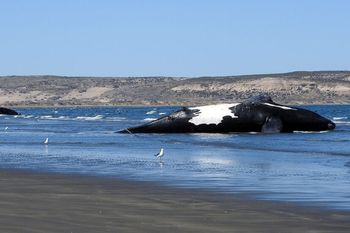 30 ballenas muertas en menos de un mes.