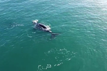 las ballenas pasaron por la costa de quequen y brindaron un hermoso espectaculo natural: mira el video