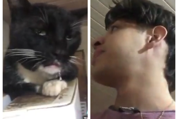 Video Viral: El gato se comió sus brownies de marihuana