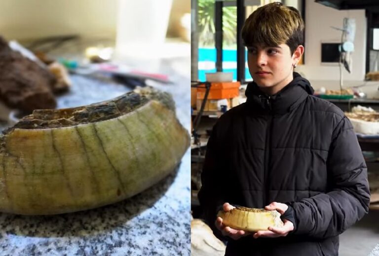 Conocé al joven bonaerense que descubrió un diente de Toxodon en las playas de Mar del Plata