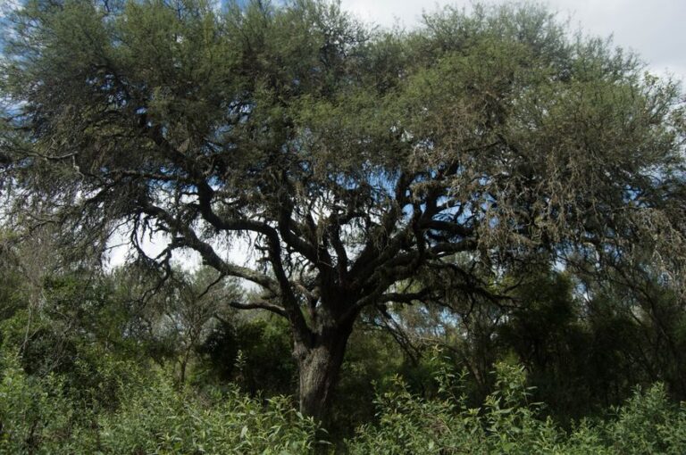 La Provincia sumará 15 mil hectáreas de bosques nativos bajo su protección ambiental