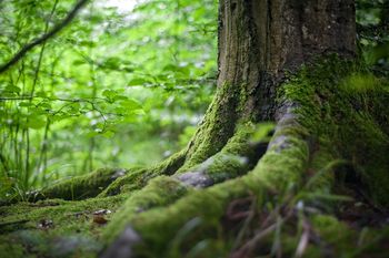 Naciones Unidas advirtió que la deforestación continúa a un ritmo sin precedentes
