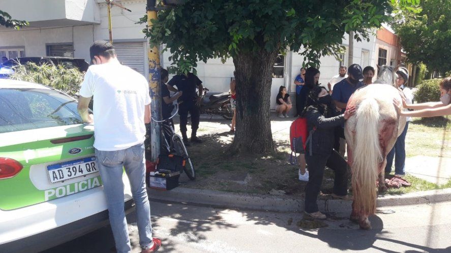 El caballo se lastimó con el carro que cargaba mientras circulaba por las calles de La Plata