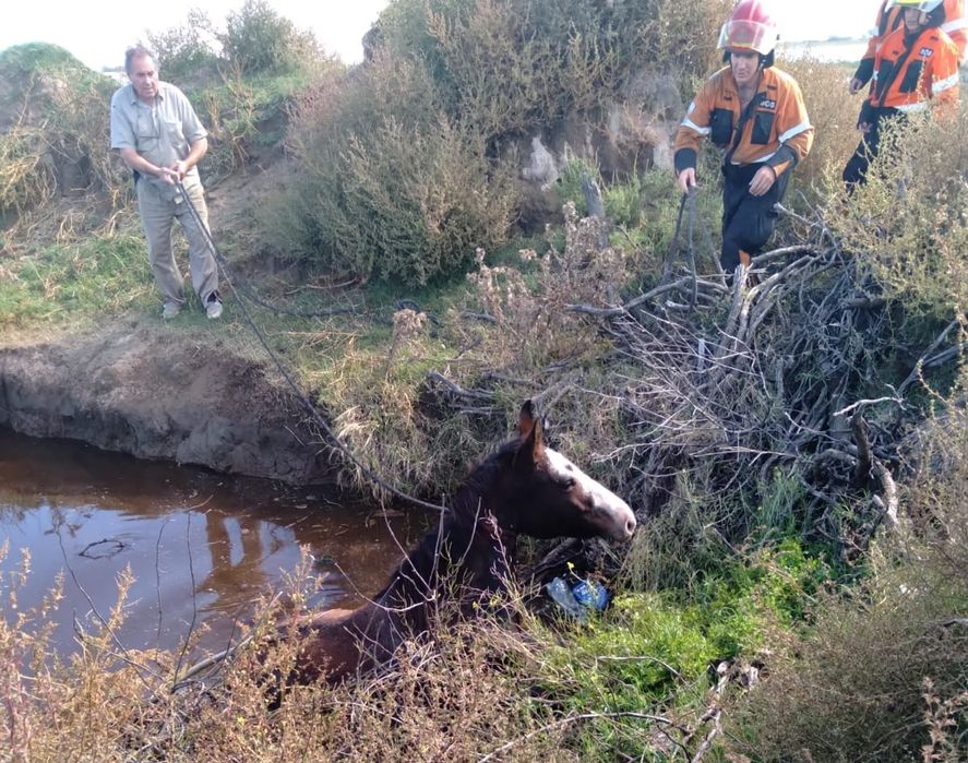 Tras el rescate, el caballo se encontraba sano y salvo