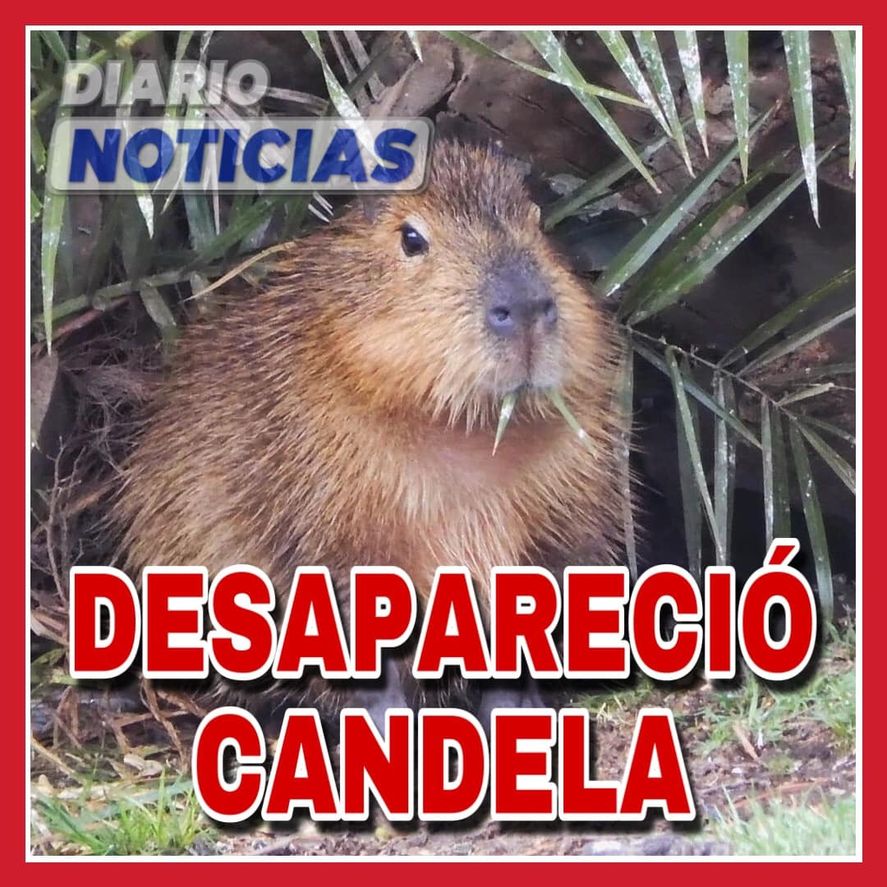 La búsqueda de la carpincha se difundió en medios locales de Pehuajó