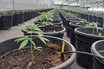 Debate sobre el cannabis medicinal en la argentina