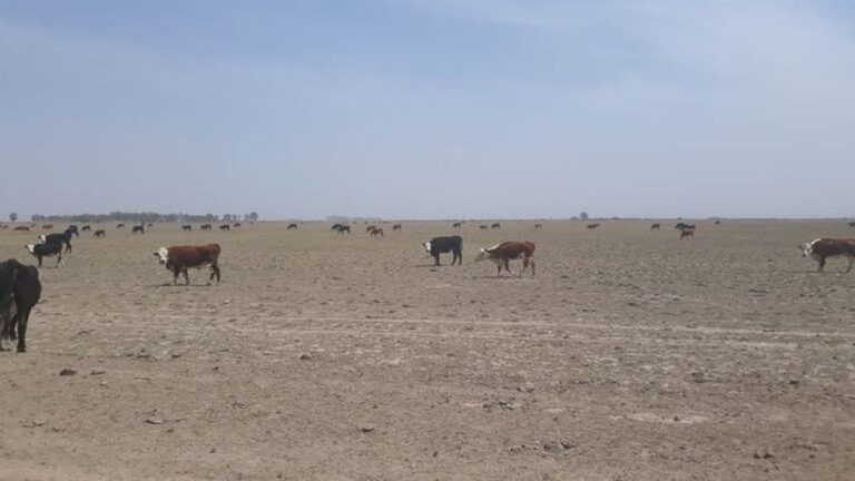 La Provincia declaró la emergencia agropecuaria en 5 distritos