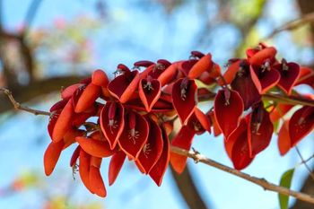 dia de la flor nacional: por que es el ceibo y cual es su leyenda