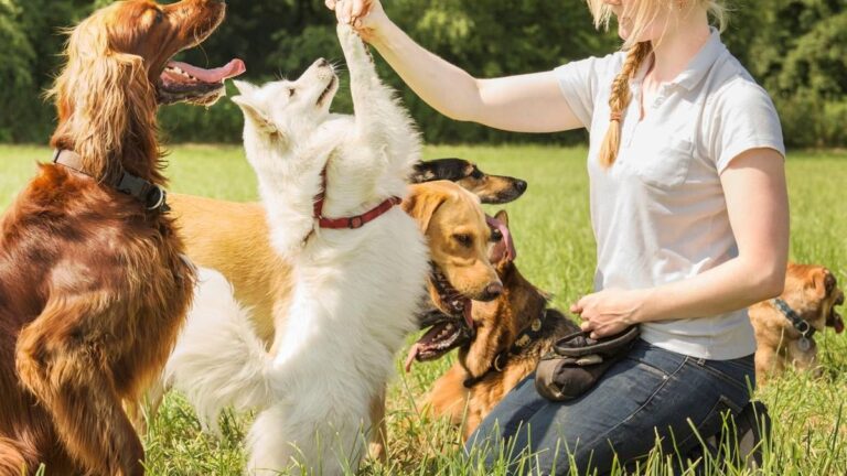 La columna del Dr. César Gatti, veterinario, sobre el adiestramiento canino: ¿es recomendable hacerlo?
