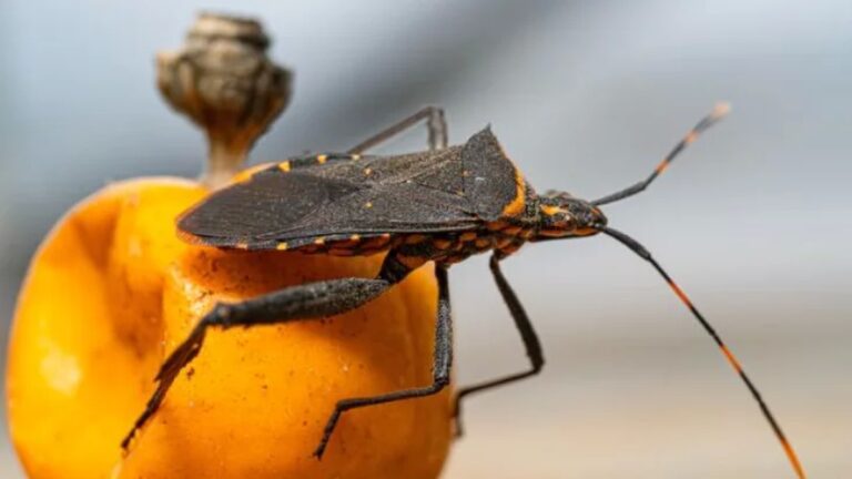 Día Nacional por una Argentina sin Chagas. Silvia González Ayala, del Comité Institucional de Revisión de Protocolos de Investigación del Hospital de Niños Sor María Ludovica y consultora en Infectología en la FEMEBA