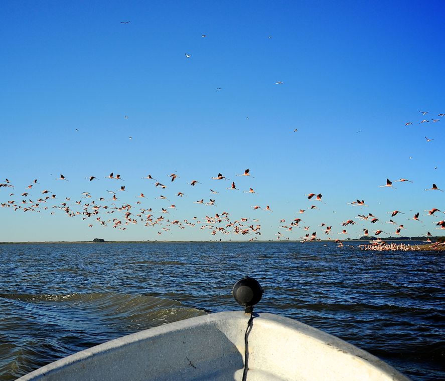 En la provincia de Buenos Aires, hay pueblos que reciben a turistas con circuitos para navegar en sus lagunas y disfrutar de la naturaleza.