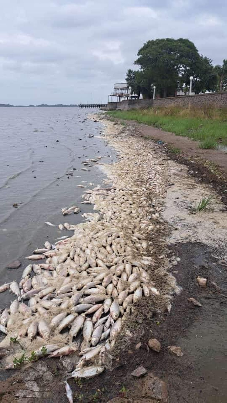 Alerta en Chascomús: se registraron miles de peces muertos en las orillas de la laguna.