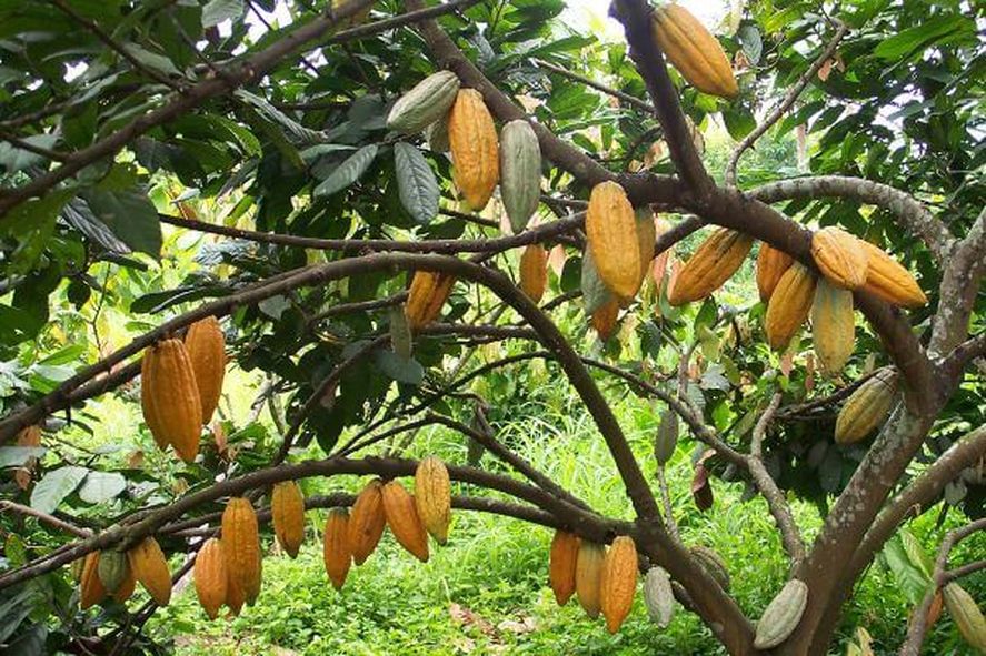 El árbol de cacao en el día mundial del chocolate.